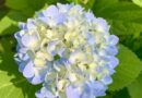 May Hydrangea Blooms